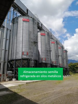 alcenamiento semila refigerada en silos metalicos -fedearroz
