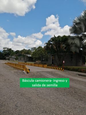 bascula camionera - ingreso y salida de semila -fedearroz